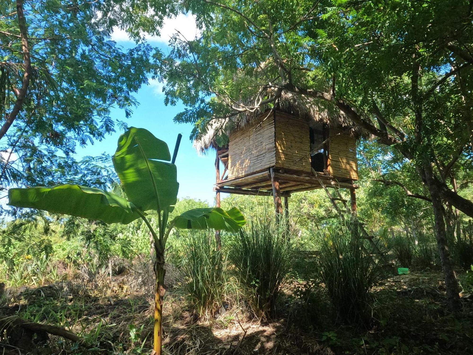 Palapa Hostel Transito エクステリア 写真